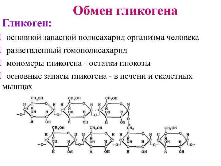 Обмен гликогена Гликоген: основной запасной полисахарид организма человека разветвленный гомополисахарид мономеры