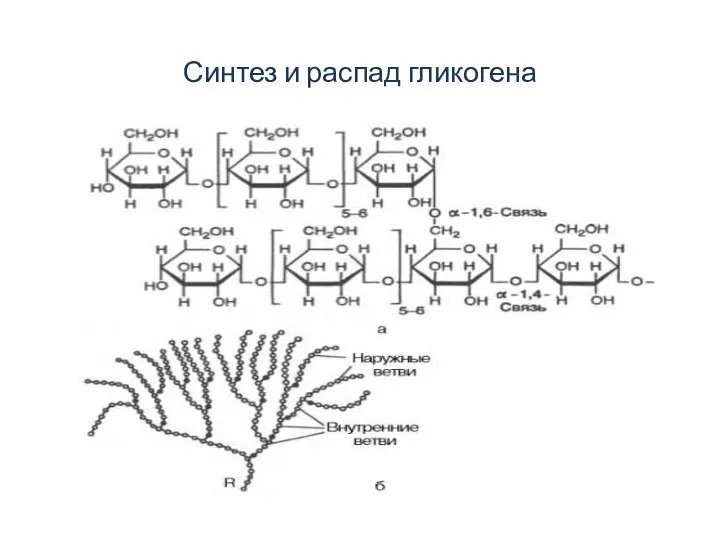 Синтез и распад гликогена