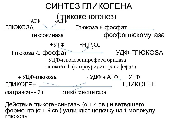 СИНТЕЗ ГЛИКОГЕНА (гликокеногенез) +АТФ -АДФ ГЛЮКОЗА Глюкоза-6-фосфат гексокиназа фосфоглюкомутаза +УТФ -Н4Р2О7