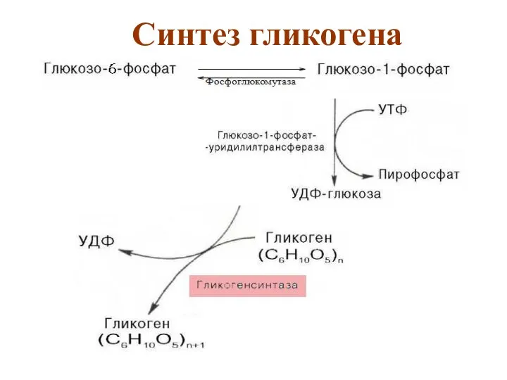 Синтез гликогена