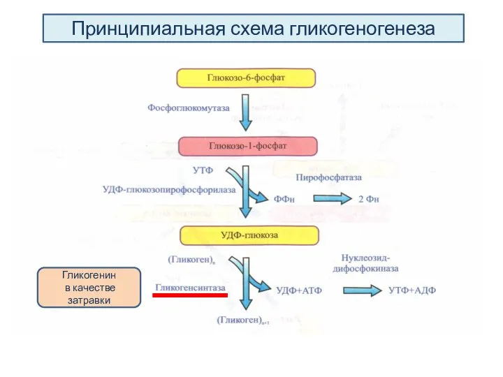 Гликогенин в качестве затравки Принципиальная схема гликогеногенеза