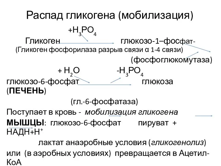 Распад гликогена (мобилизация) +Н3РО4 Гликоген глюкозо-1–фосфат- (Гликоген фосфорилаза разрыв связи α