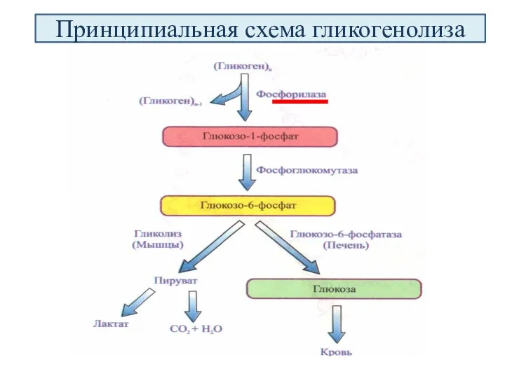 Принципиальная схема гликогенолиза