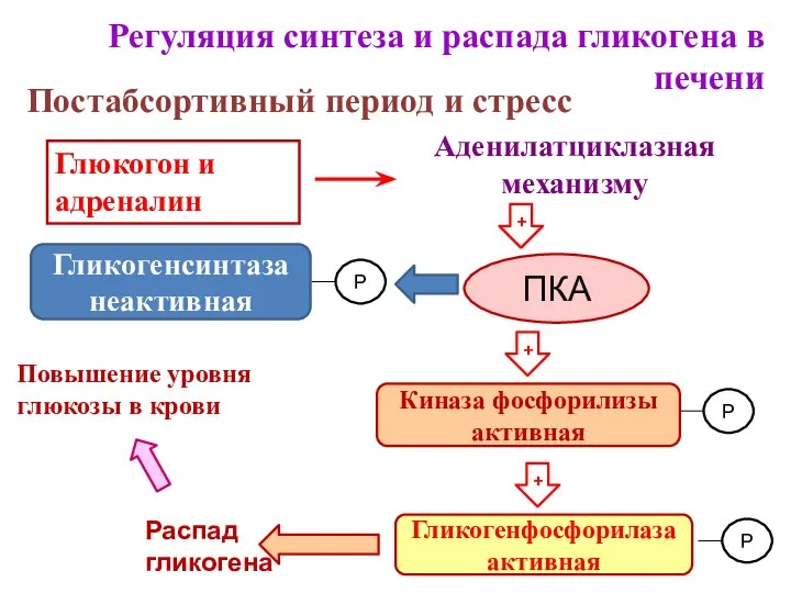 Регуляция синтеза и распада гликогена в печени Постабсортивный период и стресс