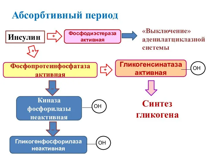 Абсорбтивный период Инсулин + Фосфодиэстераза активная «Выключение» аденилатциклазной системы + Фосфопротеинфосфатаза