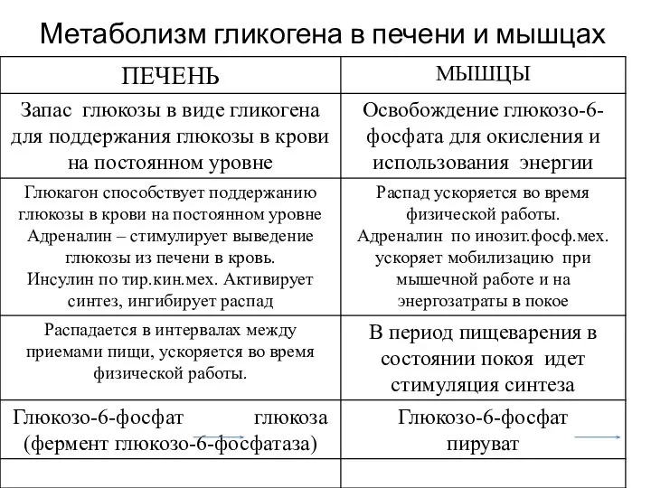 Метаболизм гликогена в печени и мышцах