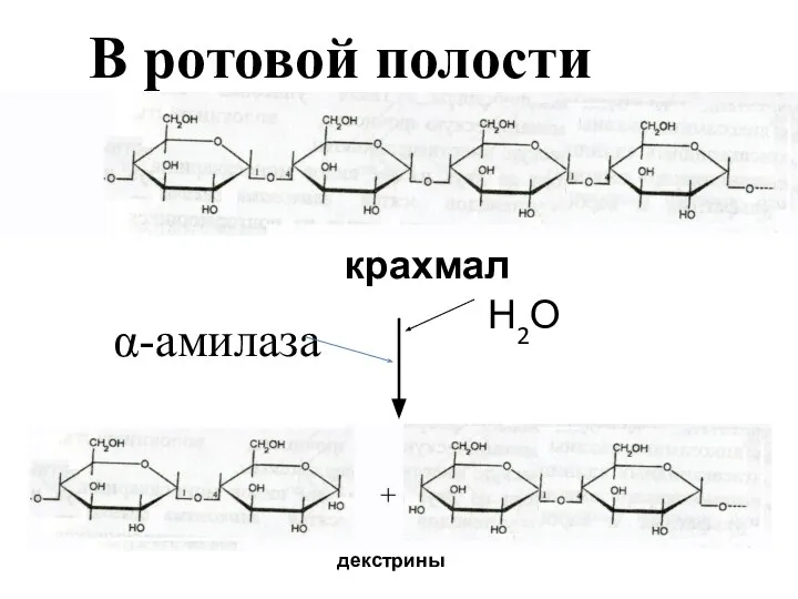 В ротовой полости крахмал Н2О α-амилаза декстрины
