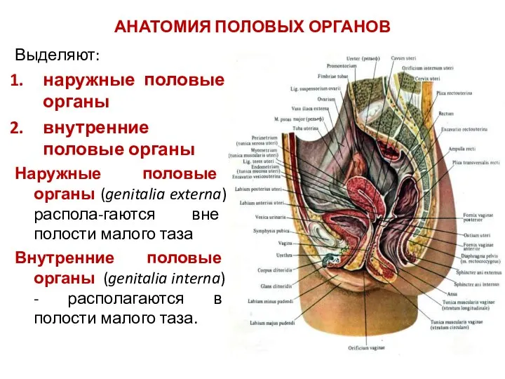 АНАТОМИЯ ПОЛОВЫХ ОРГАНОВ Выделяют: наружные половые органы внутренние половые органы Наружные