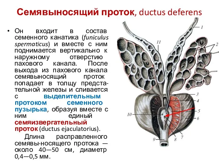 Семявыносящий проток, ductus deferens Он входит в состав семенного канатика (funiculus