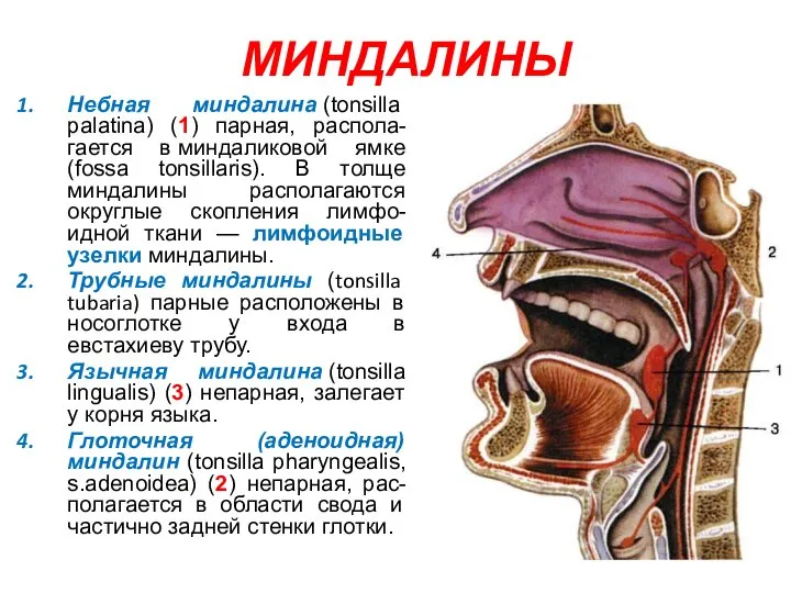 МИНДАЛИНЫ Небная миндалина (tonsilla palatina) (1) парная, распола-гается в миндаликовой ямке