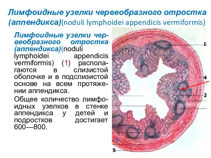 Лимфоидные узелки червеобразного отростка (аппендикса)(noduli lymphoidei appendicis vermiformis) Лимфоидные узелки чер-веобразного