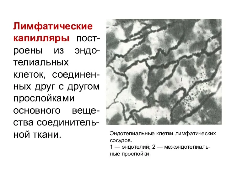 Лимфатические капилляры пост-роены из эндо-телиальных клеток, соединен-ных друг с другом прослойками