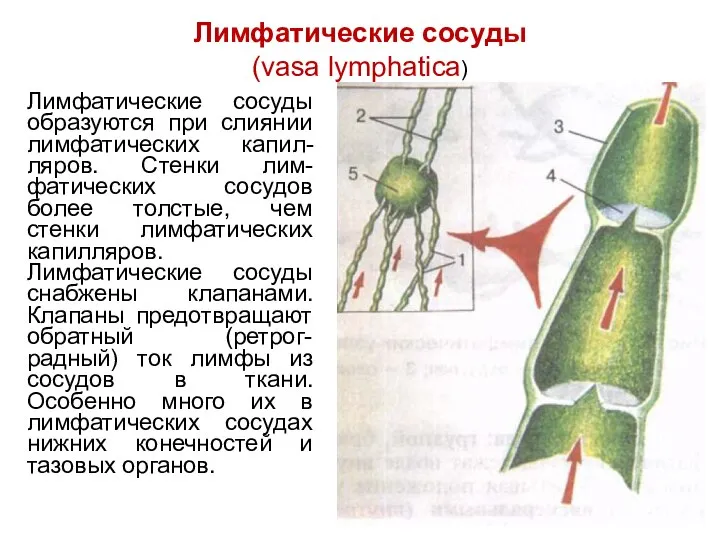 Лимфатические сосуды (vasa lymphatica) Лимфатические сосуды образуются при слиянии лимфатических капил-ляров.