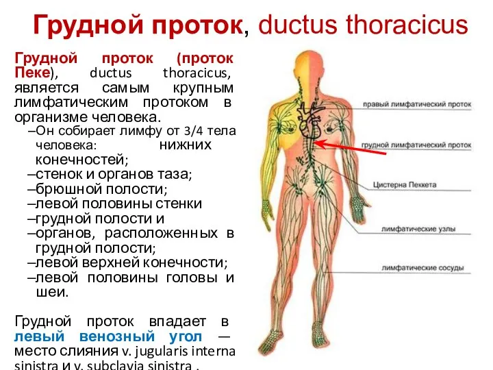 Грудной проток, ductus thoracicus Грудной проток (проток Пеке), ductus thoracicus, является