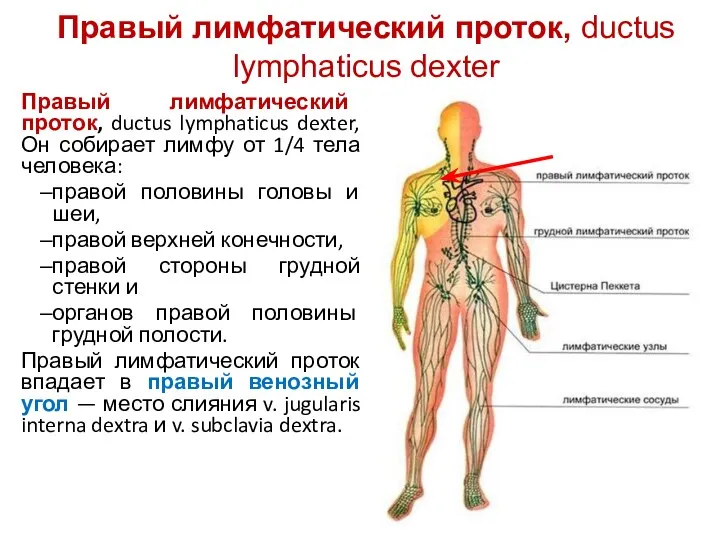 Правый лимфатический проток, ductus lymphaticus dexter Правый лимфатический проток, ductus lymphaticus