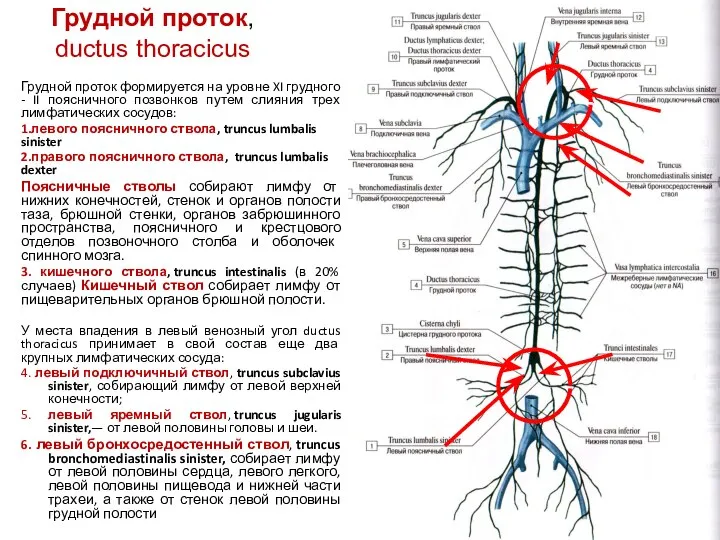 Грудной проток, ductus thoracicus Грудной проток формируется на уровне XI грудного