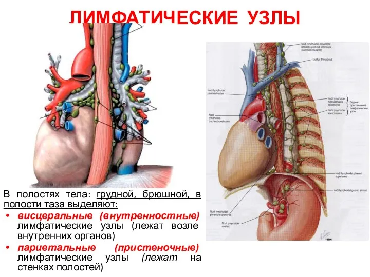 ЛИМФАТИЧЕСКИЕ УЗЛЫ В полостях тела: грудной, брюшной, в полости таза выделяют: