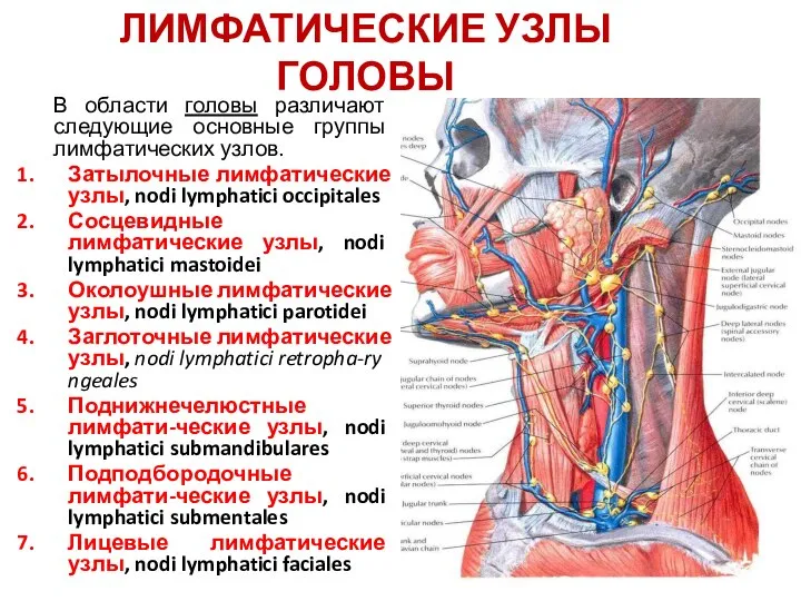 ЛИМФАТИЧЕСКИЕ УЗЛЫ ГОЛОВЫ В области головы различают следующие основные группы лимфатических