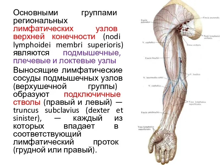 Основными группами региональных лимфатических узлов верхней конечности (nodi lymphoidei membri superioris)