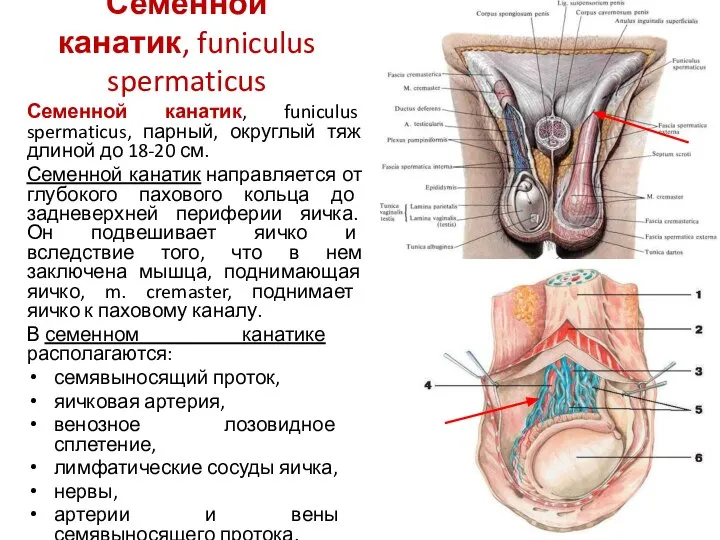 Семенной канатик, funiculus spermaticus Семенной канатик, funiculus spermaticus, парный, округлый тяж