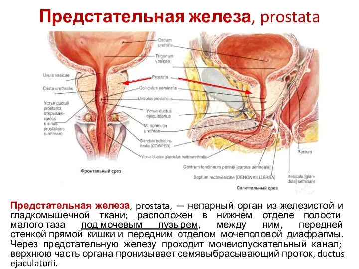 Предстательная железа, prostata Предстательная железа, prostata, — непарный орган из железистой