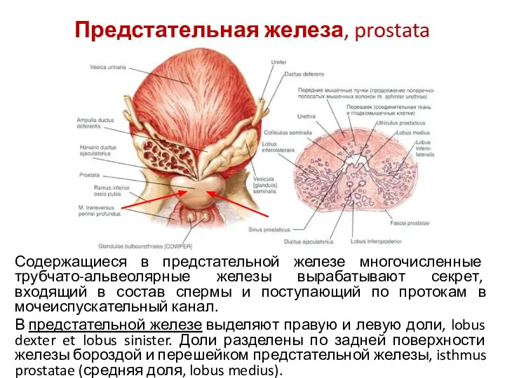 Предстательная железа, prostata Содержащиеся в предстательной железе многочисленные трубчато-альвеолярные железы вырабатывают