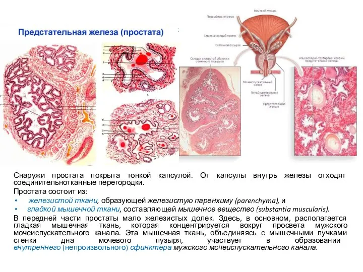 Снаружи простата покрыта тонкой капсулой. От капсулы внутрь железы отходят соединительнотканные