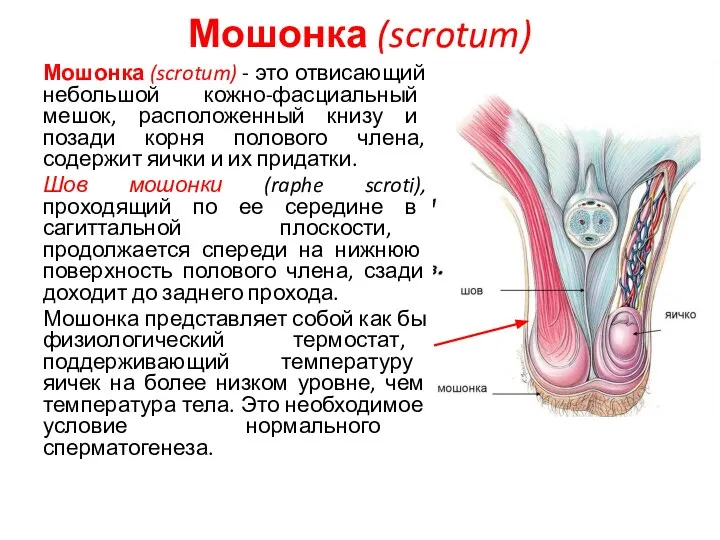 Мошонка (scrotum) Мошонка (scrotum) - это отвисающий небольшой кожно-фасциальный мешок, расположенный