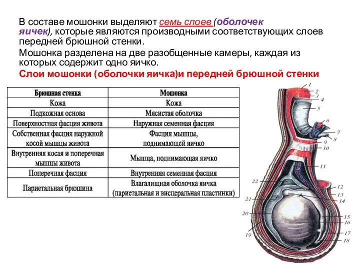 В составе мошонки выделяют семь слоев (оболочек яичек), которые являются производными