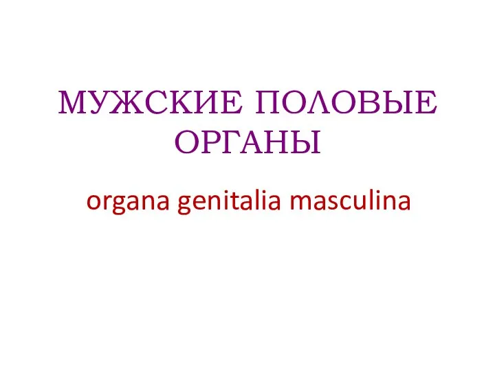 МУЖСКИЕ ПОЛОВЫЕ ОРГАНЫ organa genitalia masculina