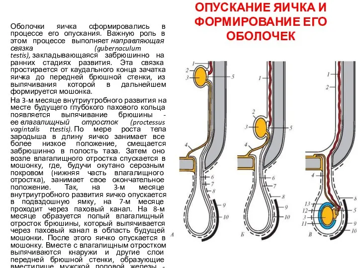 ОПУСКАНИЕ ЯИЧКА И ФОРМИРОВАНИЕ ЕГО ОБОЛОЧЕК Оболочки яичка сформировались в процессе