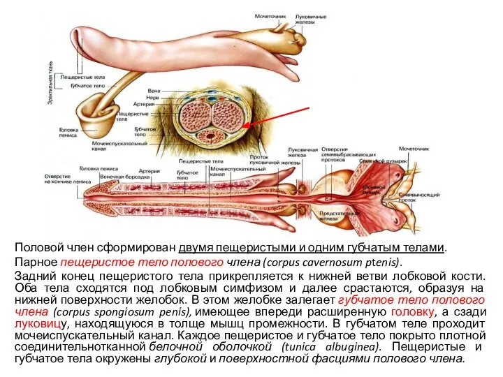 Половой член сформирован двумя пещеристыми и одним губчатым телами. Парное пещеристое