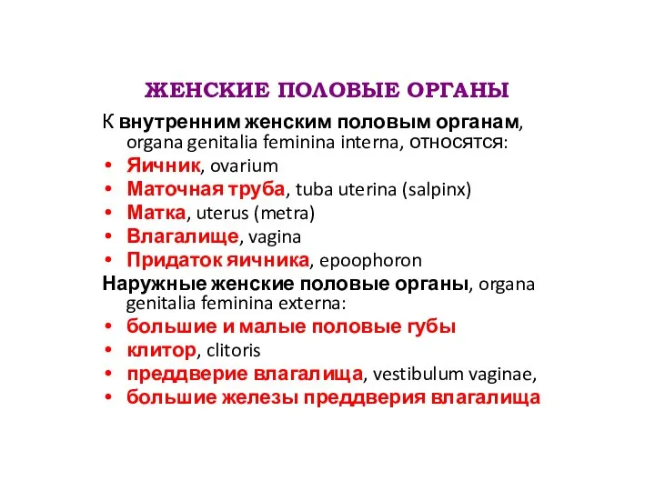 ЖЕНСКИЕ ПОЛОВЫЕ ОРГАНЫ К внутренним женским половым органам, organa genitalia feminina