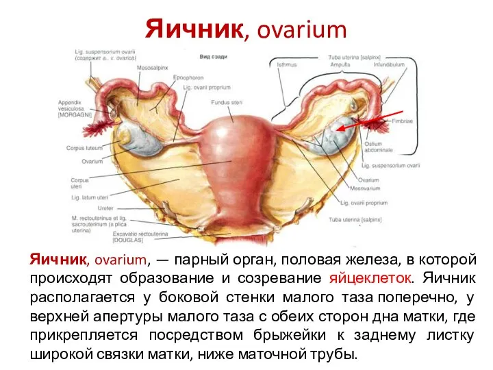 Яичник, ovarium Яичник, ovarium, — парный орган, половая железа, в которой