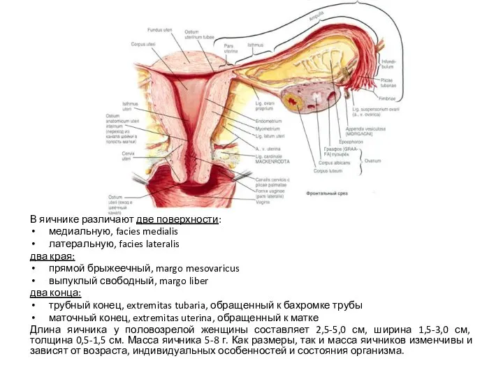 В яичнике различают две поверхности: медиальную, facies medialis латеральную, facies lateralis