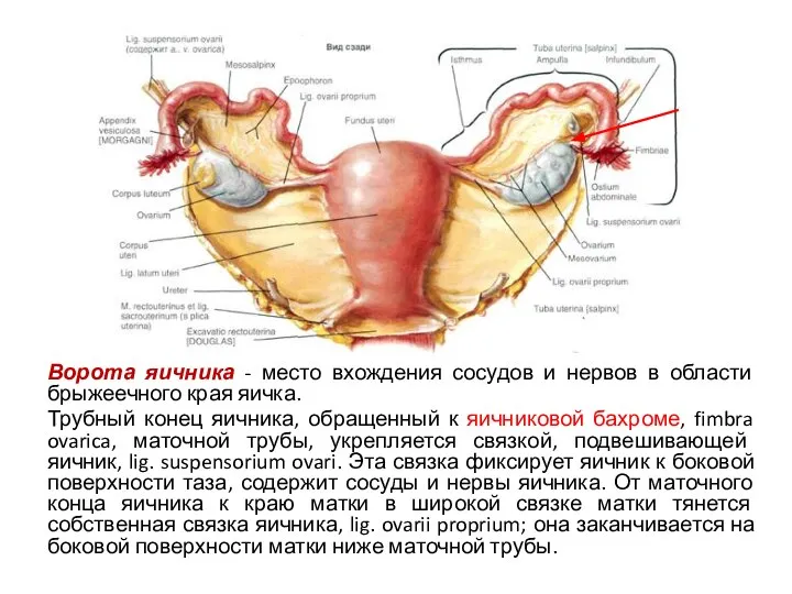 Ворота яичника - место вхождения сосудов и нервов в области брыжеечного