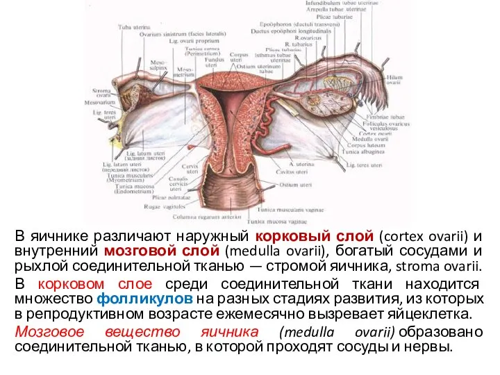 В яичнике различают наружный корковый слой (cortex ovarii) и внутренний мозговой