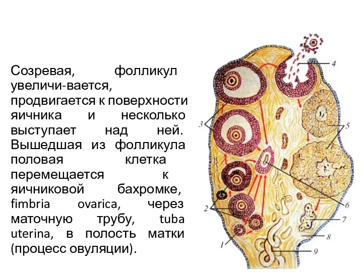 Созревая, фолликул увеличи-вается, продвигается к поверхности яичника и несколько выступает над