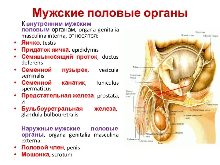 Мужские половые органы К внутренним мужским половым органам, organa genitalia masculina