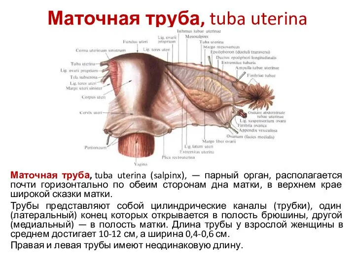 Маточная труба, tuba uterina Маточная труба, tuba uterina (salpinx), — парный