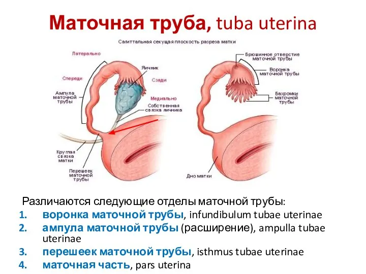 Маточная труба, tuba uterina Различаются следующие отделы маточной трубы: воронка маточной