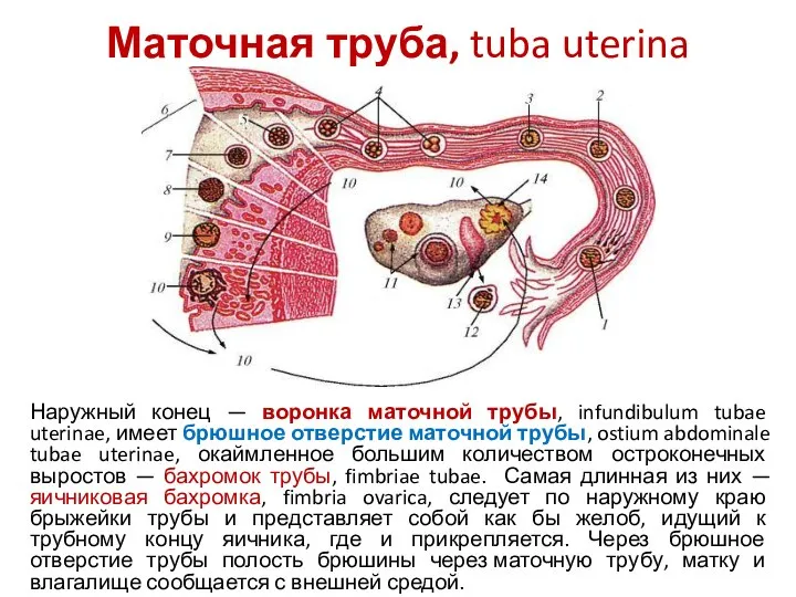 Маточная труба, tuba uterina Наружный конец — воронка маточной трубы, infundibulum