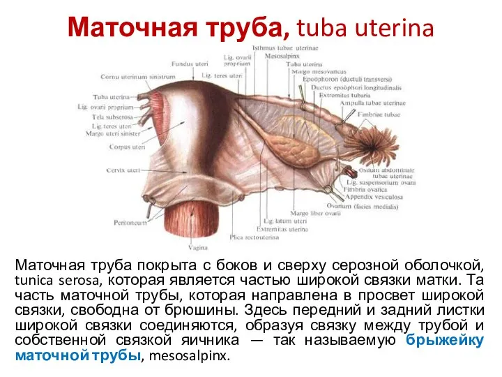 Маточная труба, tuba uterina Маточная труба покрыта с боков и сверху