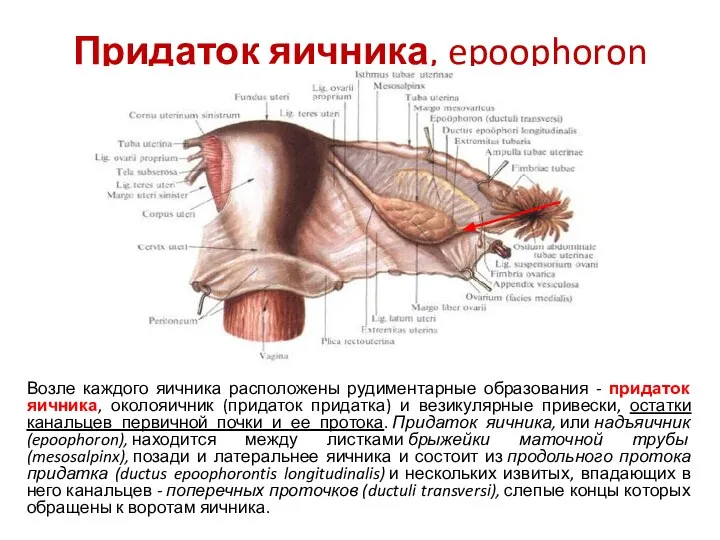 Придаток яичника, epoophoron Возле каждого яичника расположены рудиментарные образования - придаток