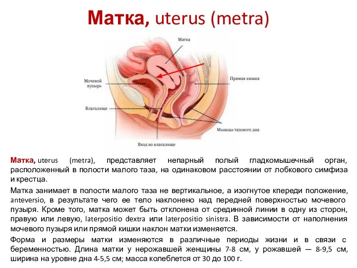 Матка, uterus (metra) Матка, uterus (metra), представляет непарный полый гладкомышечный орган,