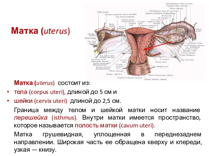 Матка (uterus) Матка (uterus) состоит из: тела (corpus uteri), длиной до