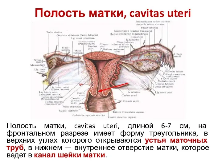 Полость матки, cavitas uteri Полость матки, cavitas uteri, длиной 6-7 см,