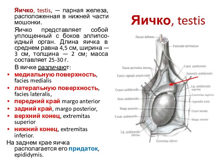 Яичко, testis Яичко, testis, — парная железа, расположенная в нижней части