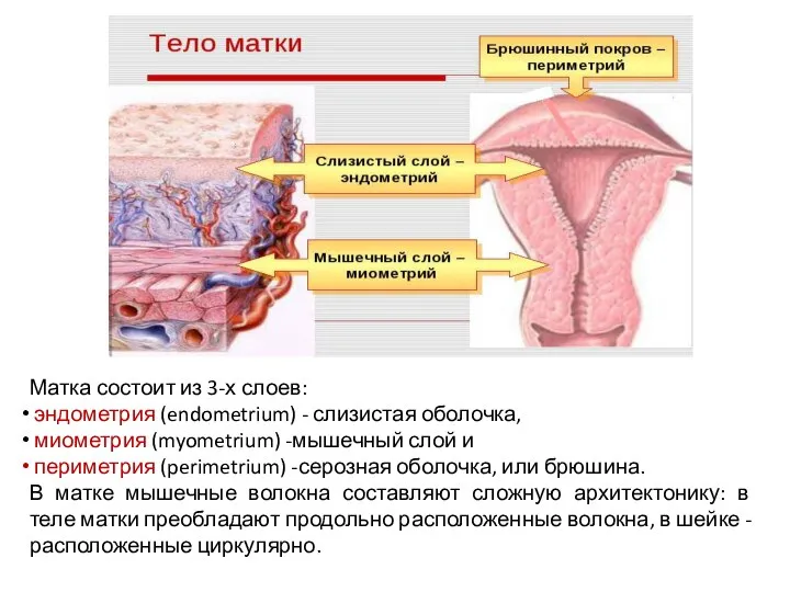 Матка состоит из 3-х слоев: эндометрия (endometrium) - слизистая оболочка, миометрия