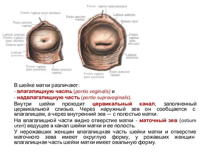 В шейке матки различают: - влагалищную часть (portio vaginalis) и -